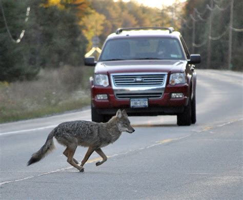 New York considers ban on cash prize contests for hunting coyotes, squirrels, some other wildlife